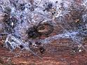 Amaurobius_fenestralis_F1738_Z_85_Les Gris_Frankrijk